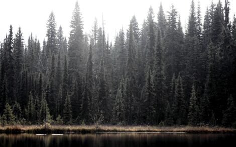 Thoughts on the Value of Wildlife and Wild Places Image